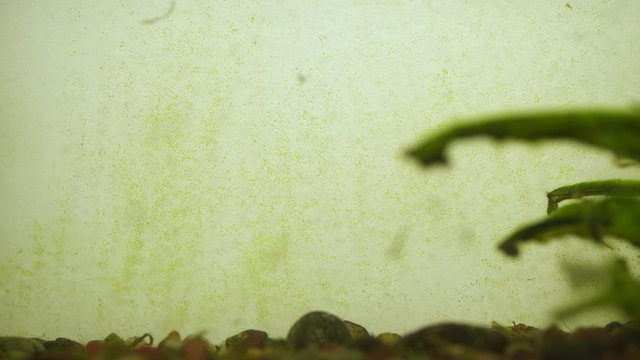 Closeup view 4k video of very dirty home fish aquarium with many green spots of algae on surface of glass of fish tank.