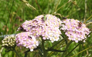 Kwiaty  i liczne insekty