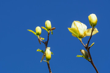 Obraz premium Two branches of yellow Magnolia with large flowers against the blue sky on a Sunny day in Europe . Background with flowers in spring