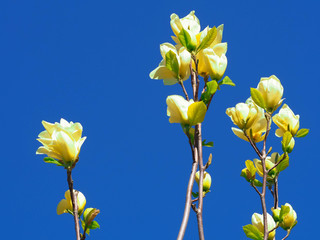 five branches on a Magnolia tree with large yellow buds against a blue sky in spring