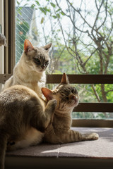 Australian Mist Cats close to window