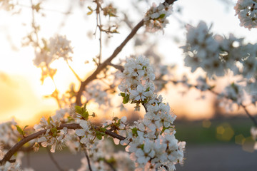Blooming trees on the sunset