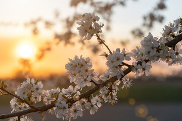 The branch of the blooming tree