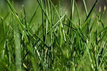 fresh green grass background