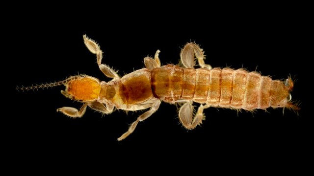 Embioptera insect under a microscope, sample size less than 4 mm, able to move in reverse, wings only in males, active at night, found in moss, can weave a web