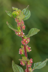 Macrophotographie de fleur sauvage - Pariétaire de Judée - Parietaria judaica