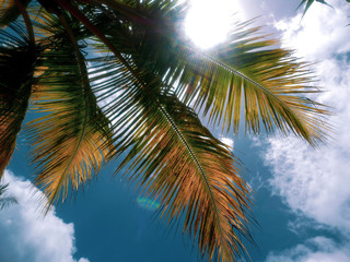 Fototapeta na wymiar Liść palmy kokosowej