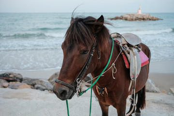 The dark brown horse on the beach background. Closeup dark brown horse.