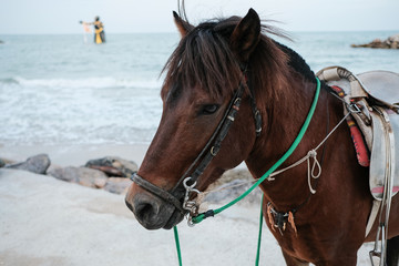 The dark brown horse on the beach background. Closeup dark brown horse.