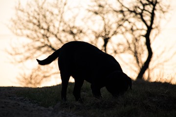 black dog in the sunset © Kamil