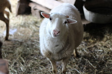 lamb