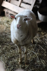 lamb