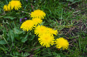 yellow spring flowers. Beautiful dandelions on a sunny day.