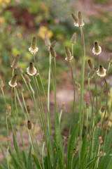 Plantain lancéolé - Plantago lanceolata