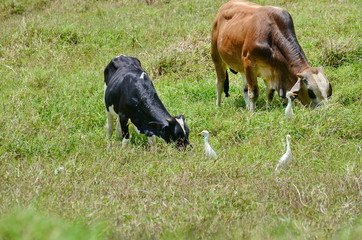 Brahma bulls with Cattle Egrets in a farm field in Costa Rica