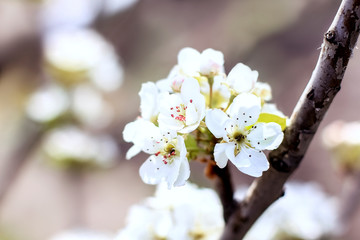 Beautiful delicate pear flowers. A pear blossomed in the garden. Garden decoration.