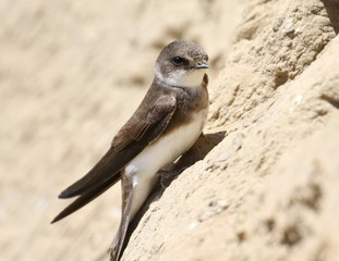 Swallow Sand Martin with brown background, riparia riparia