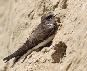 Swallow Sand Martin with brown background, riparia riparia