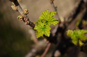 Blossomed currant leaves, leaves close-up, currants in the village in the garden, background