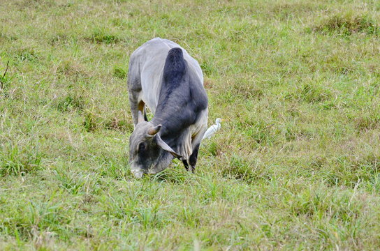 Brahman Bull in a farm field in Costa Rica.