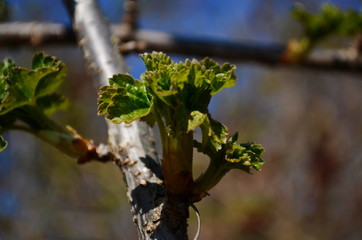 Blossomed currant leaves, leaves close-up, currants in the village in the garden, background