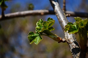 Blossomed currant leaves, leaves close-up, currants in the village in the garden, background