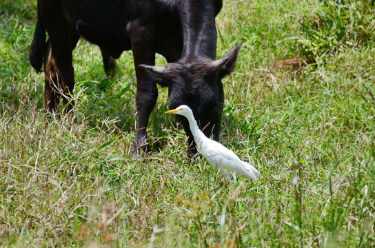 Brahma bulls with Cattle Egrets in a farm field in Costa Rica