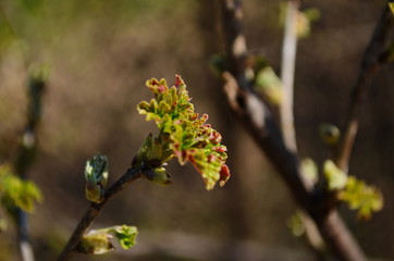 Blossomed currant leaves, leaves close-up, currants in the village in the garden, background