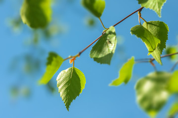Young birch leaves in the morning sun.