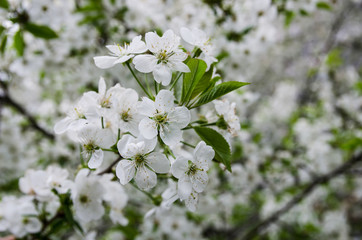 Obraz na płótnie Canvas white cherry flowers. Background of cherry flowers.