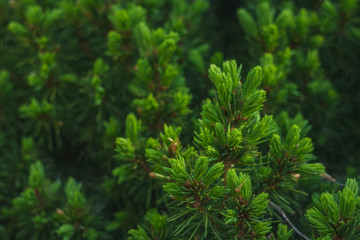 Fototapeta na wymiar Green background with a coniferous motif.