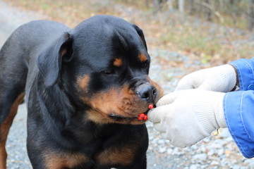 Rottweiler