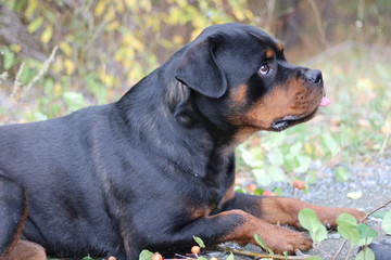 Rottweiler