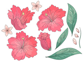 Tropical flower graphic color isolated sketch set illustration vector