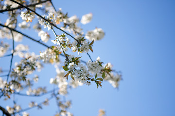 Apfelblüte , blauer Himmel