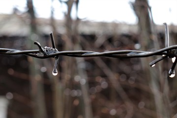 Drops of rain hang from a barbed wire.