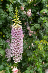 春に咲いたジギタリスの花