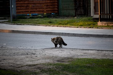 cat standing on street