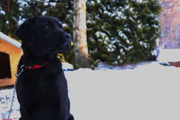 proud black dog on a leash