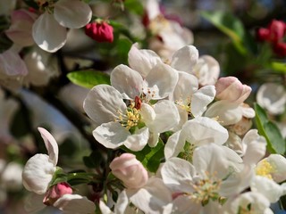 Macro of a blooming apple tree in spring