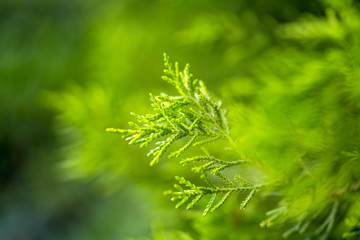 the blooming spring flowers