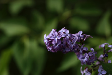Branch of lilac flowers with the leaves
