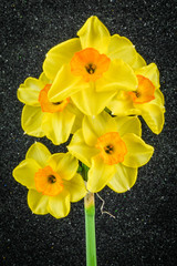 Yellow Tazetta Daffodils flowers on black textured backgorund.