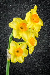 Yellow Tazetta Daffodils flowers on black textured backgorund.