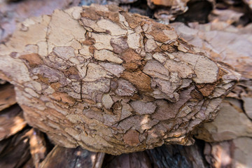 Tree bark for decoration and mulching in landscape design. Tree bark texture macro background close-up.