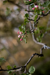 Apfelblüte, Frühlingsfarben 