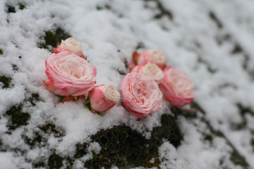 On a snowy background composition of pink roses