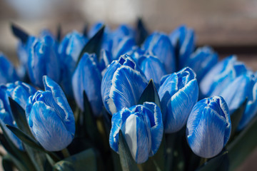 
Bouquet of blue tulips on a light brown background