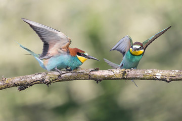 Battle between Bee eaters (Merops apiaster)