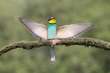 European bee eater lands on branch (Merops apiaster)